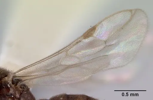 Prionopelta nominata specimen CASENT0172309 image casent0172309_4