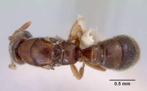 Prionopelta nominata specimen CASENT0172310 image casent0172310_1