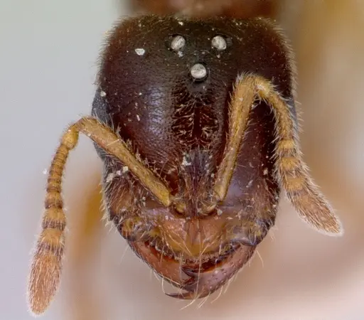 Prionopelta nominata specimen CASENT0172310 image casent0172310_2