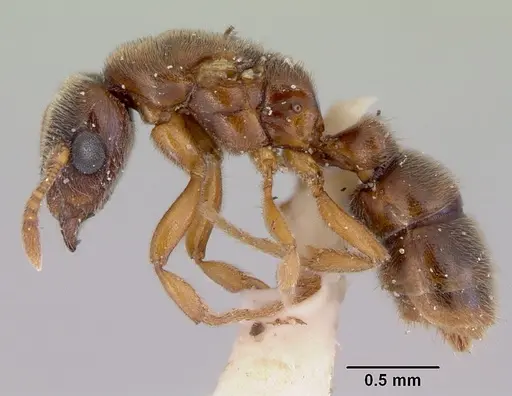 Prionopelta nominata specimen CASENT0172310 image casent0172310_3