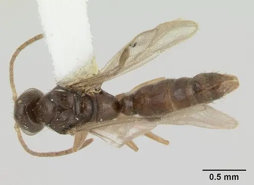 Prionopelta nominata specimen CASENT0178837 image casent0178837_1