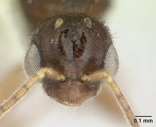 Prionopelta nominata specimen CASENT0178837 image casent0178837_2
