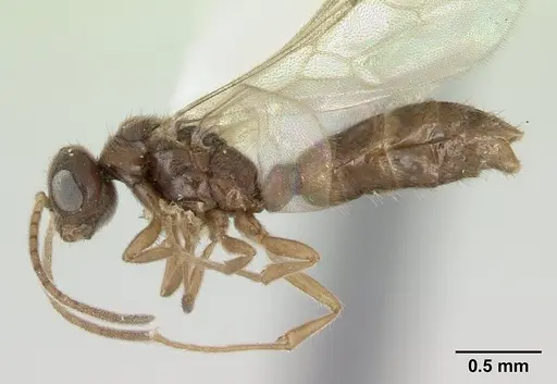 Prionopelta nominata specimen CASENT0178837 image casent0178837_3
