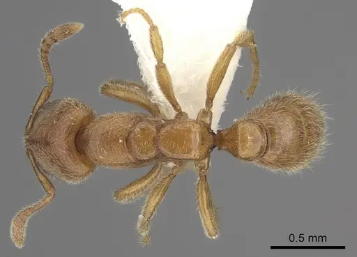 Prionopelta nominata specimen CASENT0260465 image casent0260465_1
