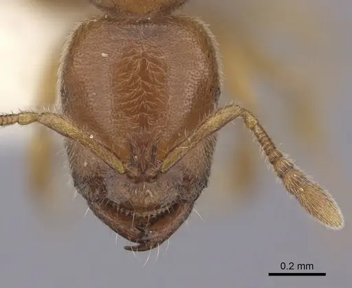 Prionopelta nominata specimen CASENT0260465 image casent0260465_2