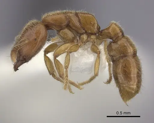 Prionopelta nominata specimen CASENT0260465 image casent0260465_3