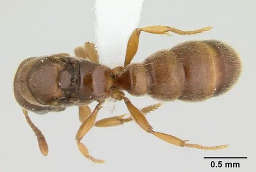 Prionopelta nominata specimen CASENT0434885 image casent0434885_1