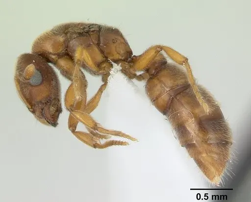 Prionopelta nominata specimen CASENT0434885 image casent0434885_3