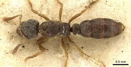 Prionopelta nominata specimen CASENT0902627 image casent0902627_1
