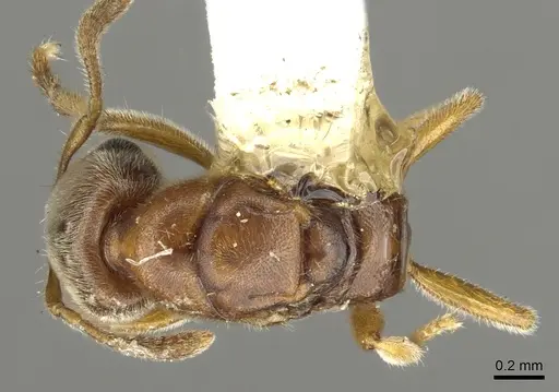 Prionopelta nominata specimen CASENT0902628 image casent0902628_1