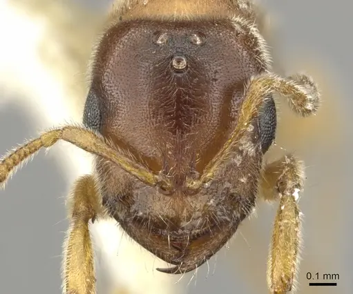Prionopelta nominata specimen CASENT0902628 image casent0902628_2