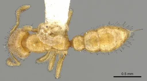 Prionopelta nominata specimen CASENT0902629 image casent0902629_1