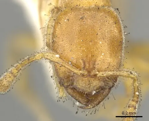 Prionopelta nominata specimen CASENT0902629 image casent0902629_2