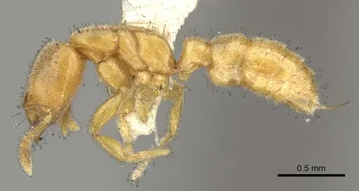 Prionopelta nominata specimen CASENT0902629 image casent0902629_3