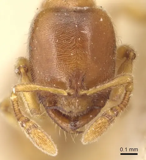 Prionopelta nominata specimen CASENT0903804 image casent0903804_2