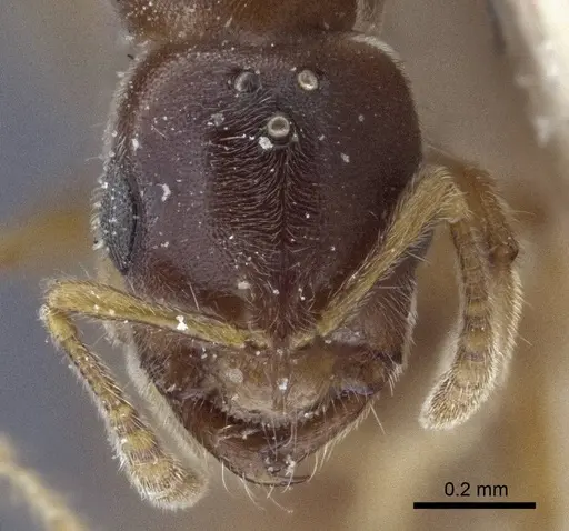 Prionopelta nominata specimen CASENT0916704 image casent0916704_2