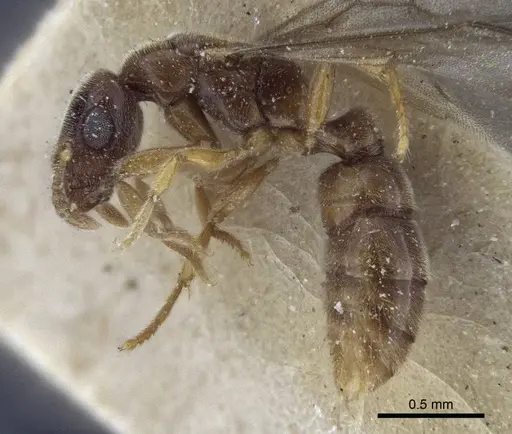 Prionopelta nominata specimen CASENT0916704 image casent0916704_3