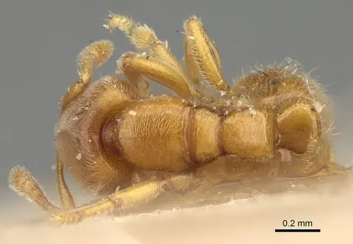 Prionopelta nominata specimen CASENT0922427 image casent0922427_1