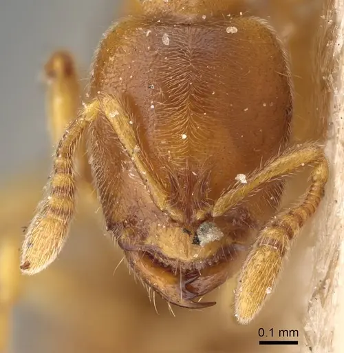 Prionopelta nominata specimen CASENT0922427 image casent0922427_2