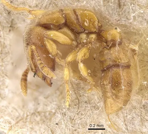 Prionopelta nominata specimen CASENT0922427 image casent0922427_3