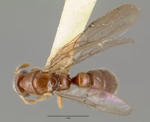 Prionopelta nominata specimen CASTYPE06925-01 image castype06925-01_1