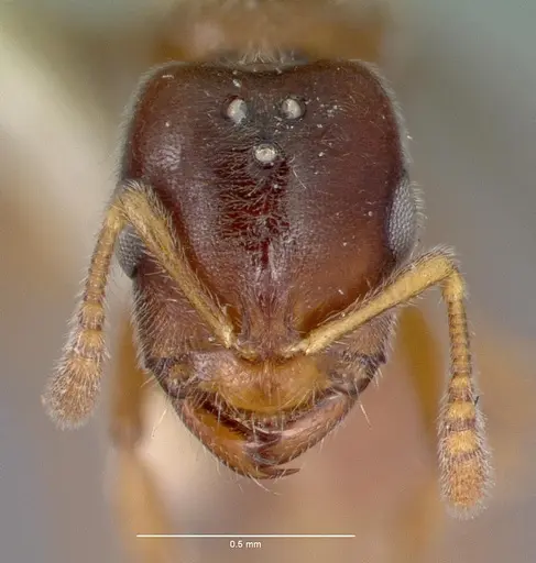 Prionopelta nominata specimen CASTYPE06925-01 image castype06925-01_2