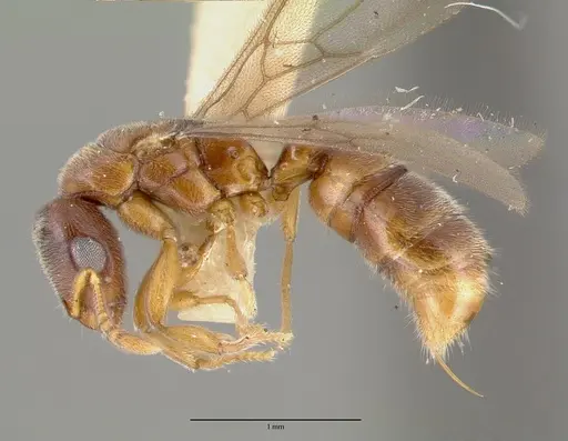 Prionopelta nominata specimen CASTYPE06925-01 image castype06925-01_3
