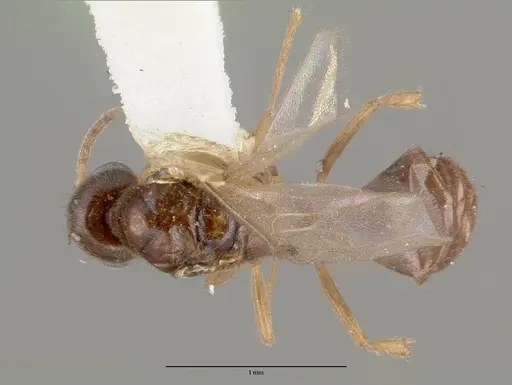Prionopelta nominata specimen CASTYPE06925-02 image castype06925-02_1