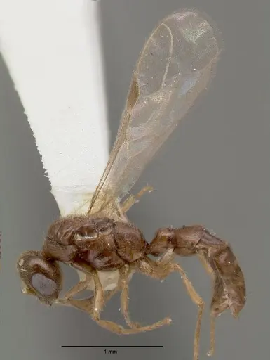 Prionopelta nominata specimen CASTYPE06925-02 image castype06925-02_3