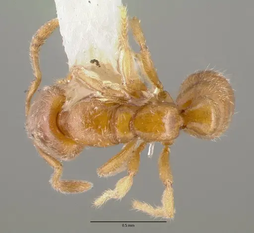 Prionopelta nominata specimen CASTYPE06925-03 image castype06925-03_1