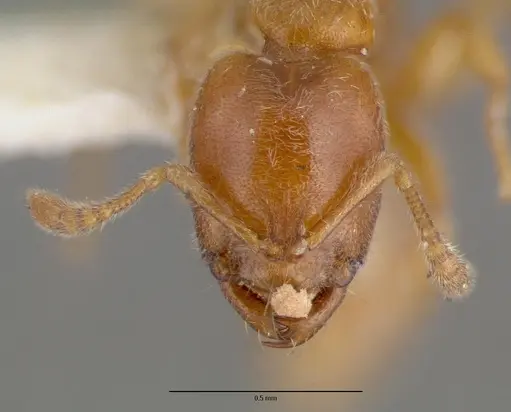 Prionopelta nominata specimen CASTYPE06925-03 image castype06925-03_2
