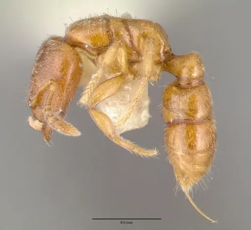 Prionopelta nominata specimen CASTYPE06925-03 image castype06925-03_3