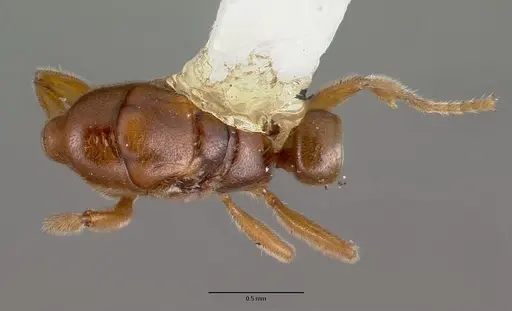 Prionopelta nominata specimen CASTYPE06987 image castype06987_1