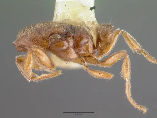 Prionopelta nominata specimen CASTYPE06987 image castype06987_2