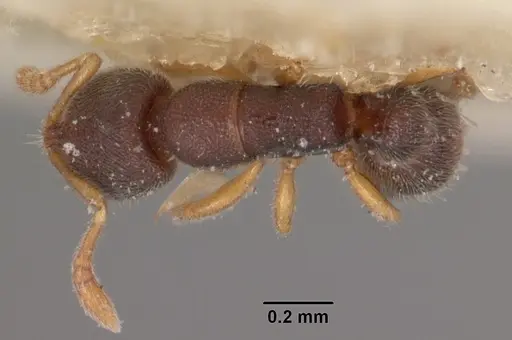 Prionopelta opaca specimen CASENT0102528 image casent0102528_1