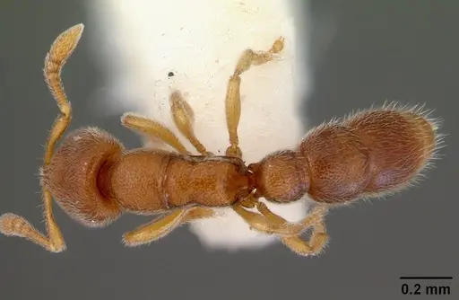 Prionopelta opaca specimen CASENT0172298 image casent0172298_1
