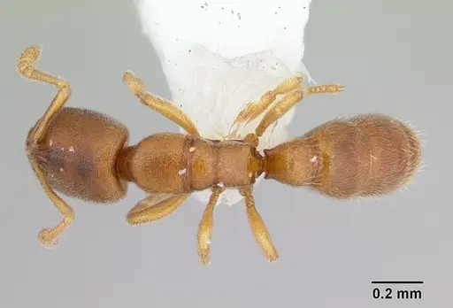 Prionopelta opaca specimen CASENT0173563 image casent0173563_1
