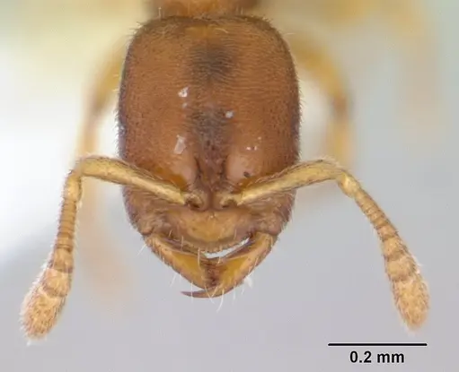 Prionopelta opaca specimen CASENT0173563 image casent0173563_2