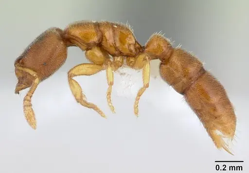 Prionopelta opaca specimen CASENT0173563 image casent0173563_3
