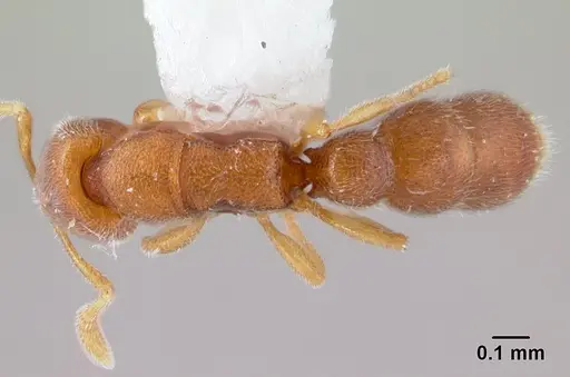 Prionopelta opaca specimen CASENT0178410 image casent0178410_1