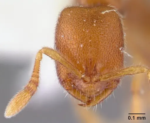 Prionopelta opaca specimen CASENT0178410 image casent0178410_2