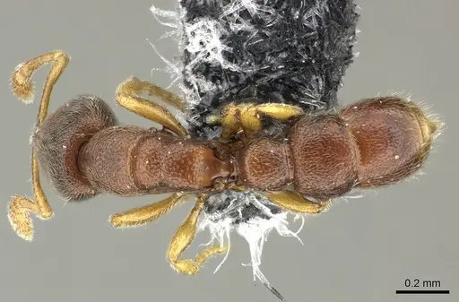 Prionopelta opaca specimen CASENT0219894 image casent0219894_1