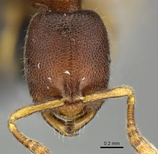 Prionopelta opaca specimen CASENT0219894 image casent0219894_2
