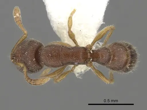 Prionopelta opaca specimen CASENT0260468 image casent0260468_1