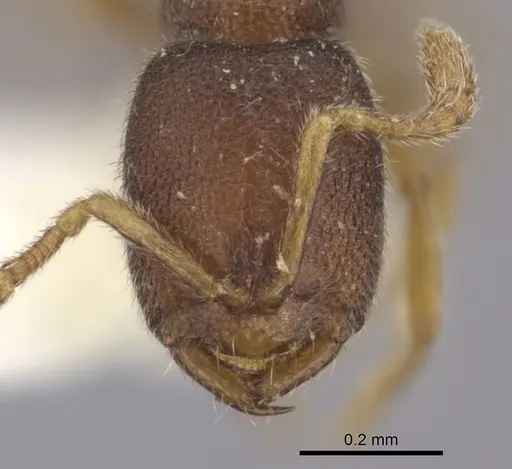 Prionopelta opaca specimen CASENT0260468 image casent0260468_2