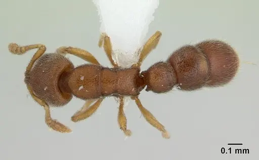 Prionopelta opaca specimen CASENT0434875 image casent0434875_1