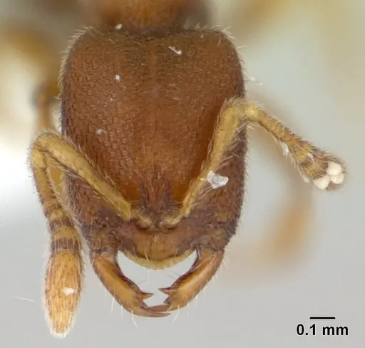 Prionopelta opaca specimen CASENT0434875 image casent0434875_2