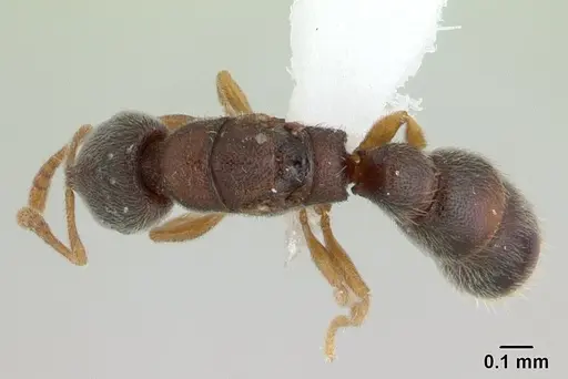 Prionopelta opaca specimen CASENT0434884 image casent0434884_1