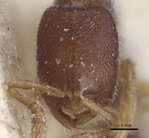 Prionopelta opaca specimen CASENT0916707 image casent0916707_2