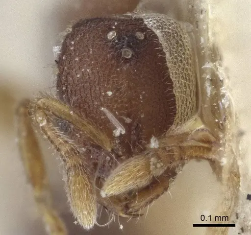 Prionopelta opaca specimen CASENT0916708 image casent0916708_2